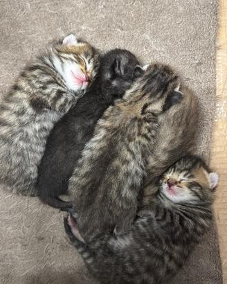 5 gattini