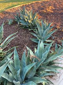 Piante Aloe