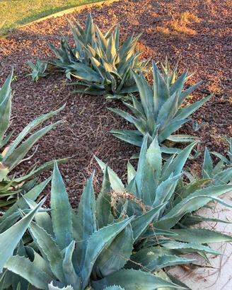 Piante Aloe