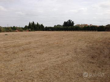 Olivetto a 250 metri dal centro abitato