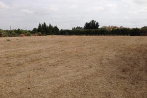 Olivetto a 250 metri dal centro abitato