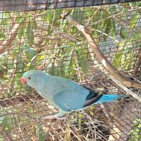 Parrocchetto dal collare