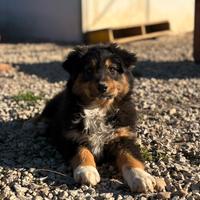 Cucciola di pastore australiano