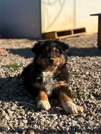 Cucciola di pastore australiano