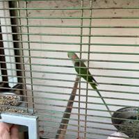 Coppia Pappagalli alessandrini