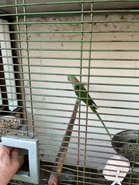 Coppia Pappagalli alessandrini