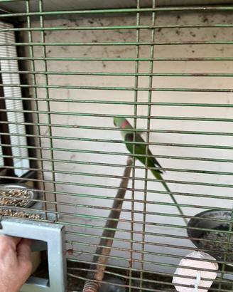 Coppia Pappagalli alessandrini