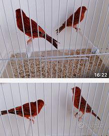 Canarini Agata Rossi