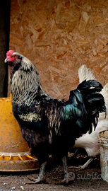 Gallo Ameraucana