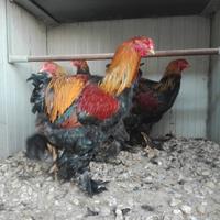 Galline Brama Padovane Nane