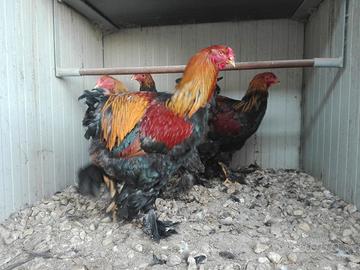 Galline Brama Padovane Nane