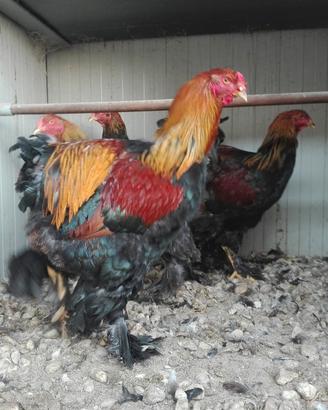 Galline Brama Padovane Nane U.o.v.a