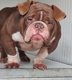 American Bully Exotic