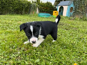 Cuccioli di border collie sheepdog