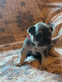 Bulldog francese blu tan