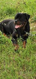 Rottweiler Disponibile per monta