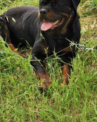 Rottweiler Disponibile per monta