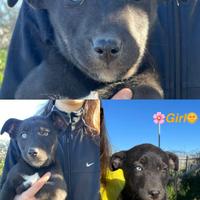 Adotta cuccioli teneri "Meticci"