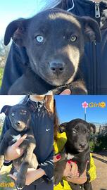 Adotta cuccioli teneri "Meticci"