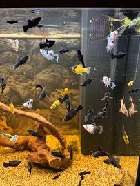 Molly neri d’acquario