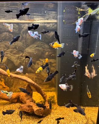 Molly neri d’acquario