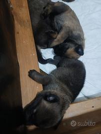 Cuccioli di pastore belga malinois?