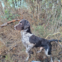 Springer spaniel maschio pet accoppiamento/monta