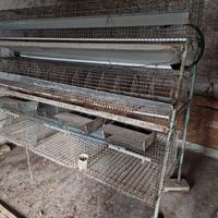 Gabbia per Polli e conigli
