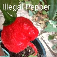 Peperoncini, Carolina Reaper Purple, Acrata, Semi