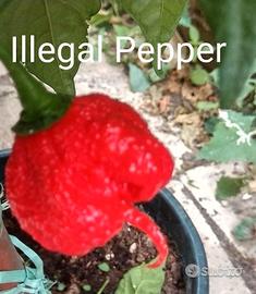 Peperoncini, Carolina Reaper Purple, Acrata, Semi