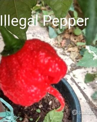 Peperoncini, Carolina Reaper Purple, Acrata, Semi