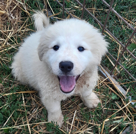 Cuccioli di pastore maremmano abruzzese