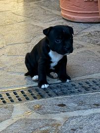 Cuccioli 3 femmine, un maschio Staffordshire