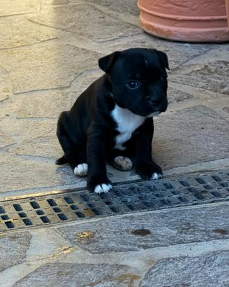 Cuccioli 3 femmine, un maschio Staffordshire