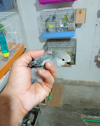 Animali cic