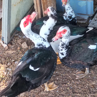 Anatra maschio con altre anatre o galline