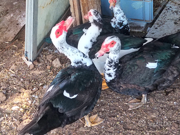 Anatra maschio con altre anatre o galline