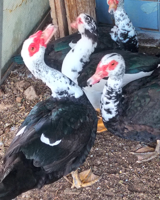 Anatra maschio con altre anatre o galline