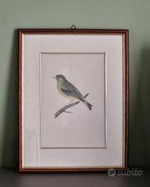 Quadro Greenfinch metà 800 Benjamin Fawcett (RARO)