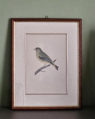 Quadro Greenfinch metà 800 Benjamin Fawcett (RARO)