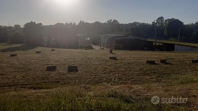 ballette paglia e fieno 