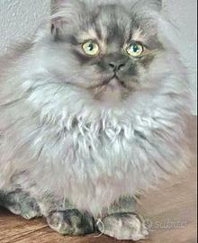 Gattino cucciolo figlio persiani normotipo MASCHIO