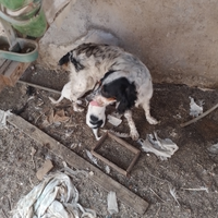 Cani da caccia