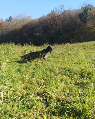 Setter inglese