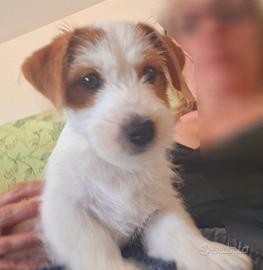 Jack Russell cucciolo top