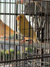 Canarino giallo
