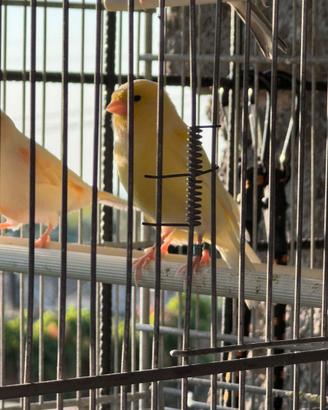 Canarino giallo