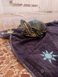 2 tartarughe 4 anni maschio e femmina