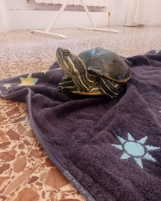2 tartarughe 4 anni maschio e femmina