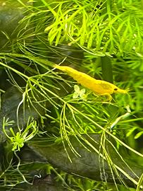 Yellow neon